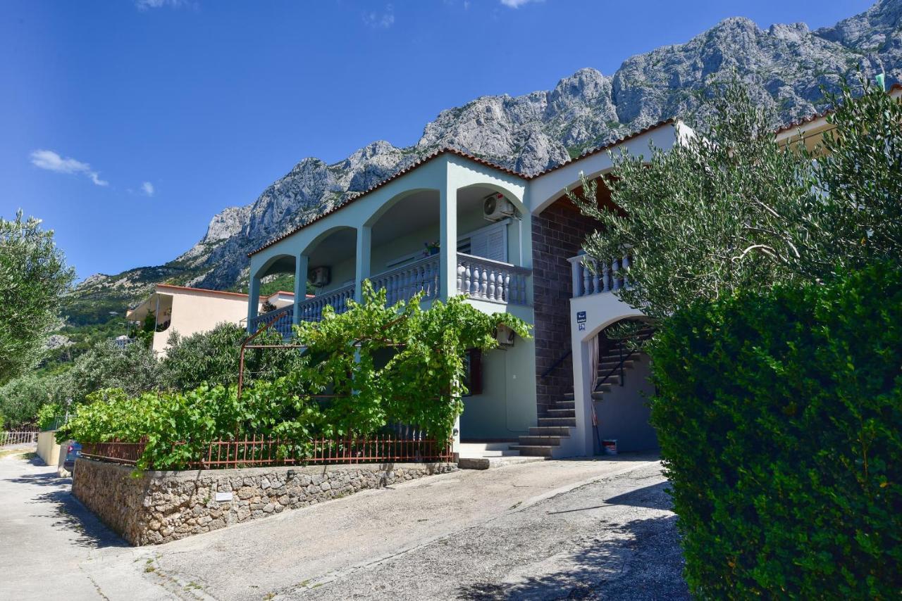 Maslina * Makarska