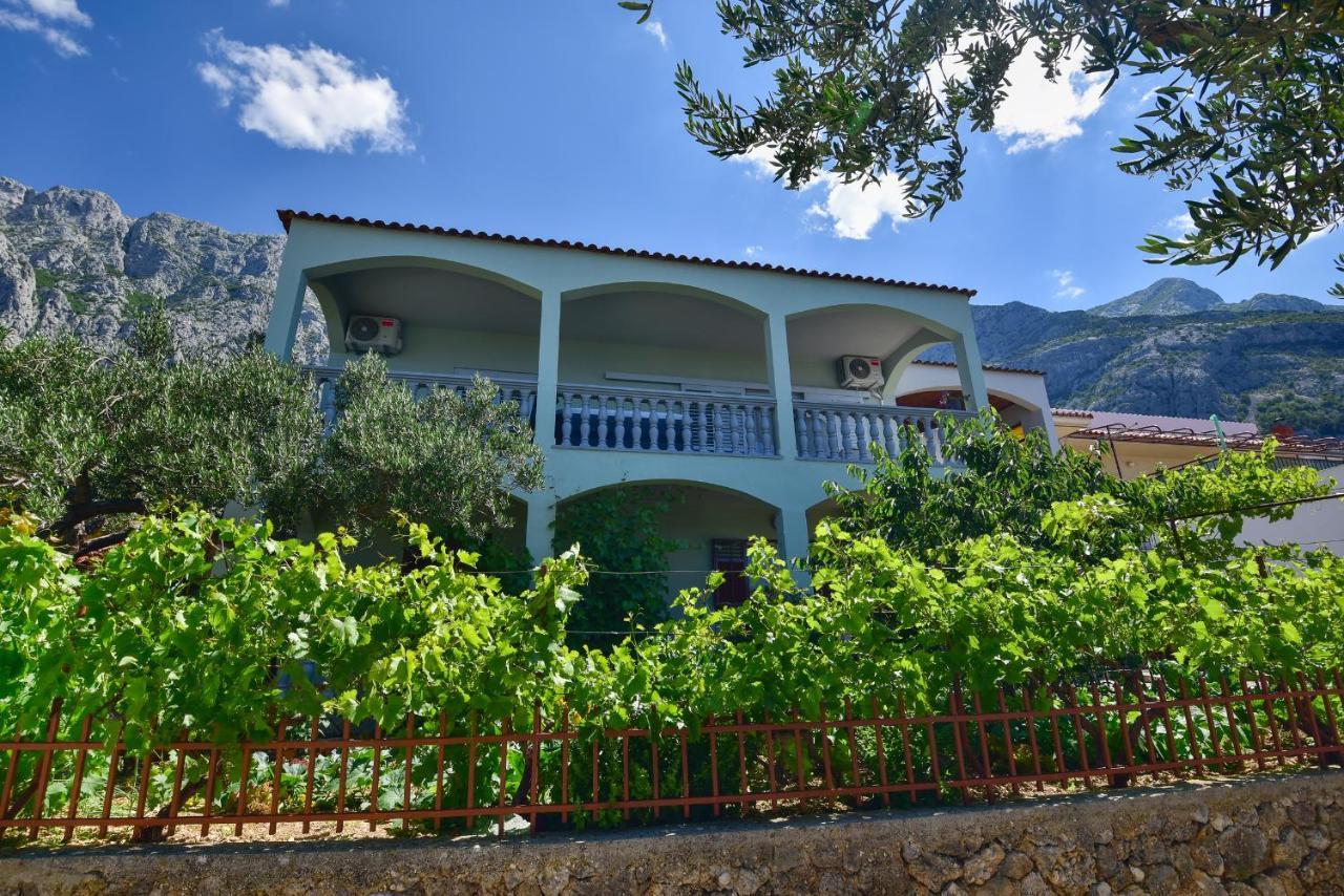 Maslina Makarska